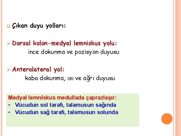 q Ø Ø Çıkan duyu yolları: Dorsal kolon-medyal lemniskus yolu: ince dokunma ve pozisyon