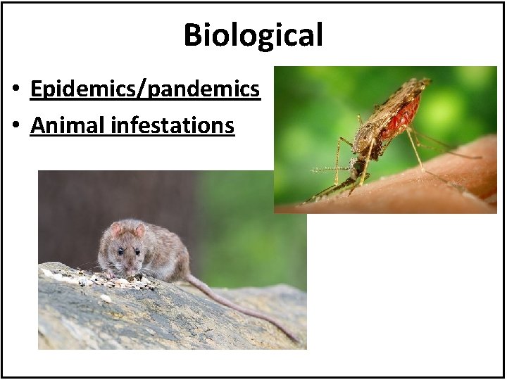Biological • Epidemics/pandemics • Animal infestations 