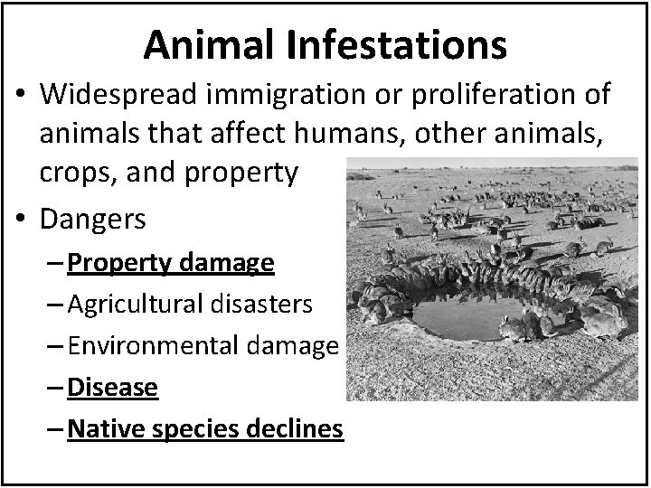 Animal Infestations • Widespread immigration or proliferation of animals that affect humans, other animals,