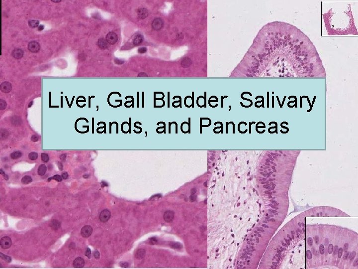 Liver, Gall Bladder, Salivary Glands, and Pancreas 