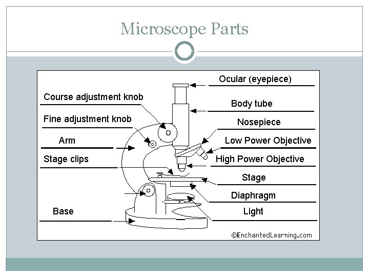 Microscope Parts Ocular (eyepiece) Course adjustment knob Fine adjustment knob Arm Stage clips Body