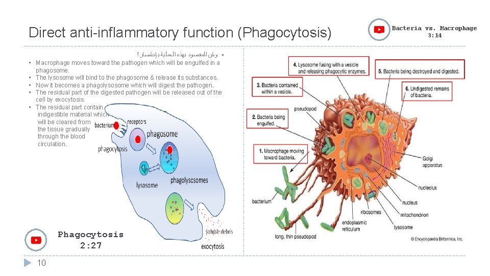 Direct anti-inflammatory function (Phagocytosis) • ﻭﺵ ﺍﻟﻤﻘﺼﻮﺩ ﺑﻬﺬﻩ ﺍﻟﻌﻤﻠﻴﺔ ﺑﺈﺧﺘﺼﺎﺭ؟ • Macrophage moves toward