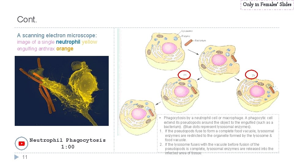 Only in Females’ Slides Cont. A scanning electron microscope: image of a single neutrophil