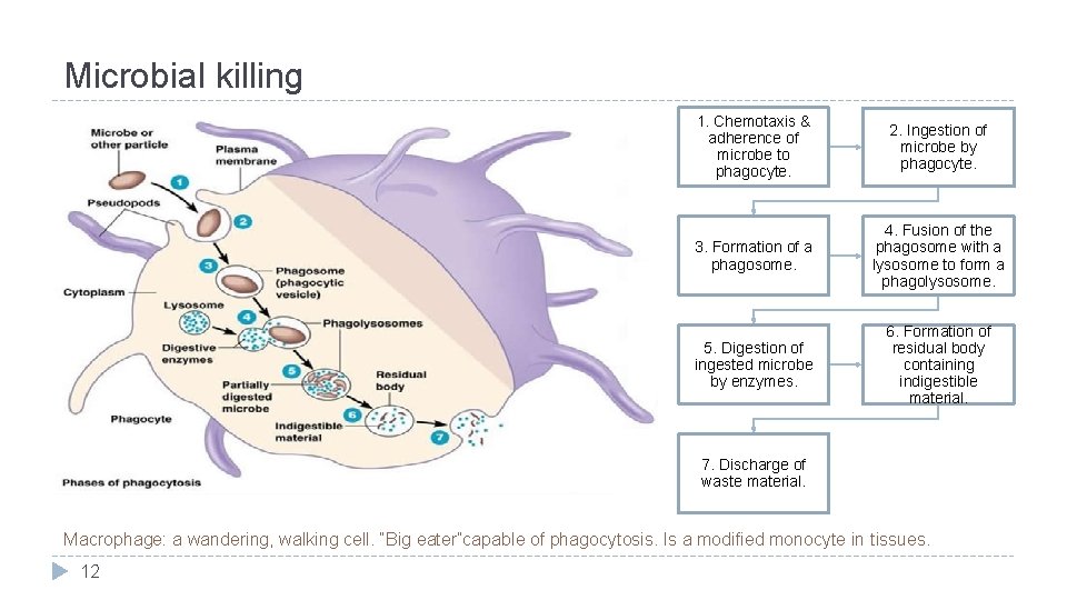 Microbial killing 1. Chemotaxis & adherence of microbe to phagocyte. 2. Ingestion of microbe