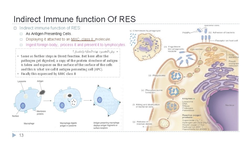 Indirect Immune function Of RES � Indirect immune function of RES: � � �