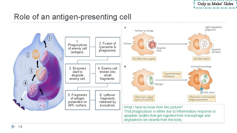 Only in Males’ Slides Role of an antigen-presenting cell 14 1. Phagocytosis of enemy