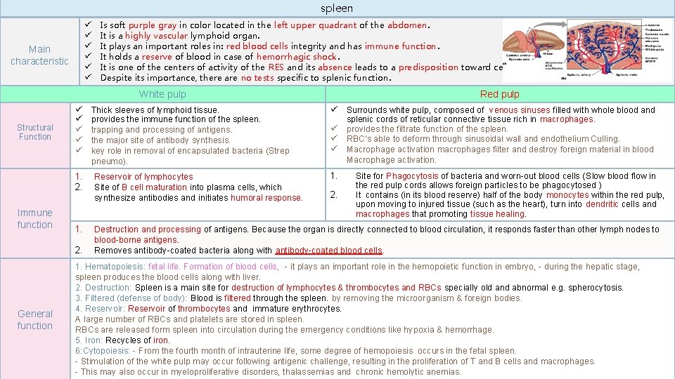 spleen ü ü ü Main characteristic Is soft purple gray in color located in