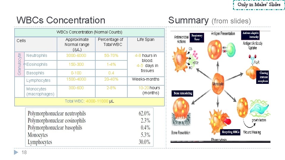 Only in Males’ Slides WBCs Concentration Summary (from slides) WBCs Concentration (Normal Counts) Percentage