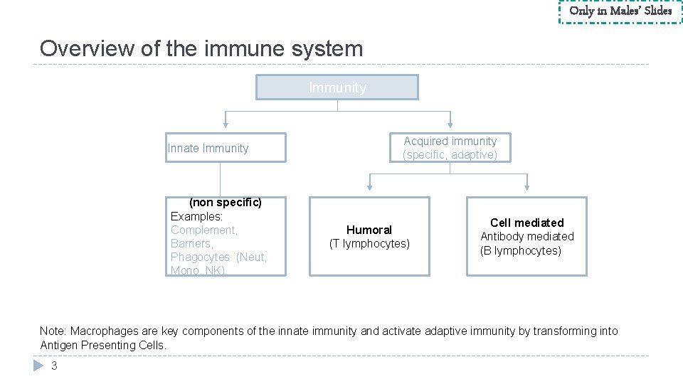 Only in Males’ Slides Overview of the immune system Immunity Innate Immunity (non specific)