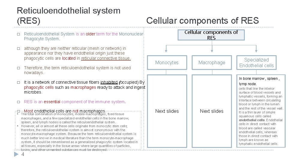 Reticuloendothelial system (RES) � Reticuloendothelial System is an older term for the Mononuclear Phagocyte