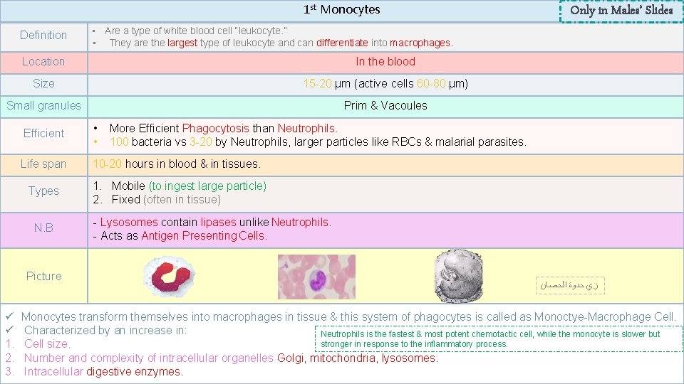 1 st Monocytes Definition Are a type of white blood cell “leukocyte. ” •