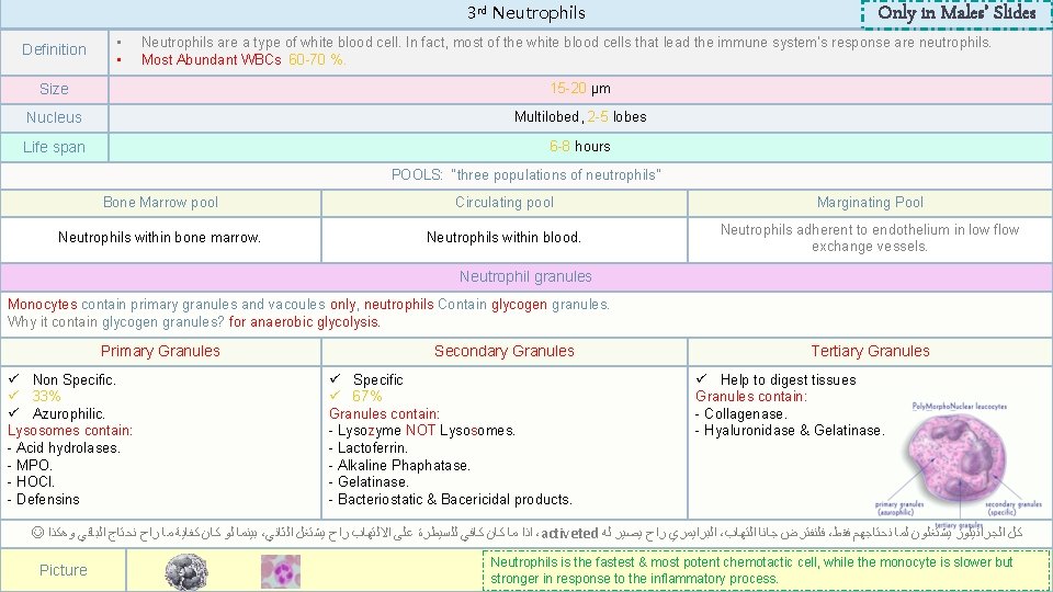 3 rd Neutrophils Definition • • Only in Males’ Slides Neutrophils are a type