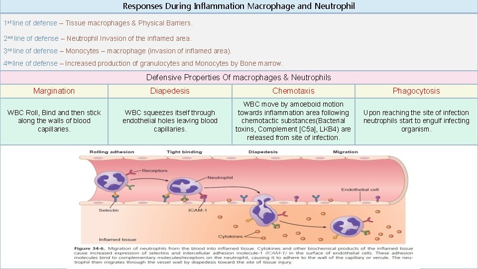 Responses During Inflammation Macrophage and Neutrophil 1 st line of defense – Tissue macrophages