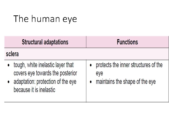 The human eye 