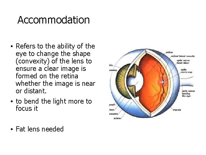 Accommodation • Refers to the ability of the eye to change the shape (convexity)