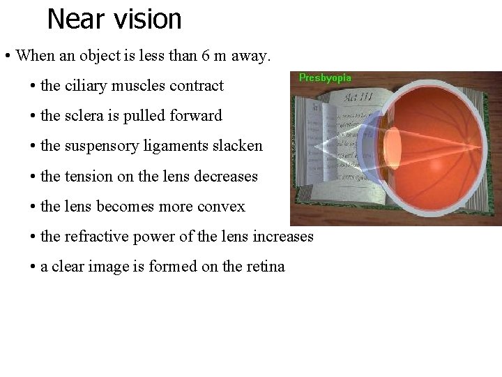 Near vision • When an object is less than 6 m away. • the