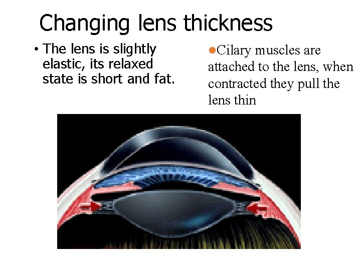 Changing lens thickness • The lens is slightly elastic, its relaxed state is short