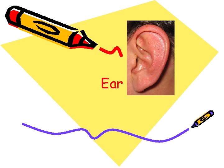 Ear 