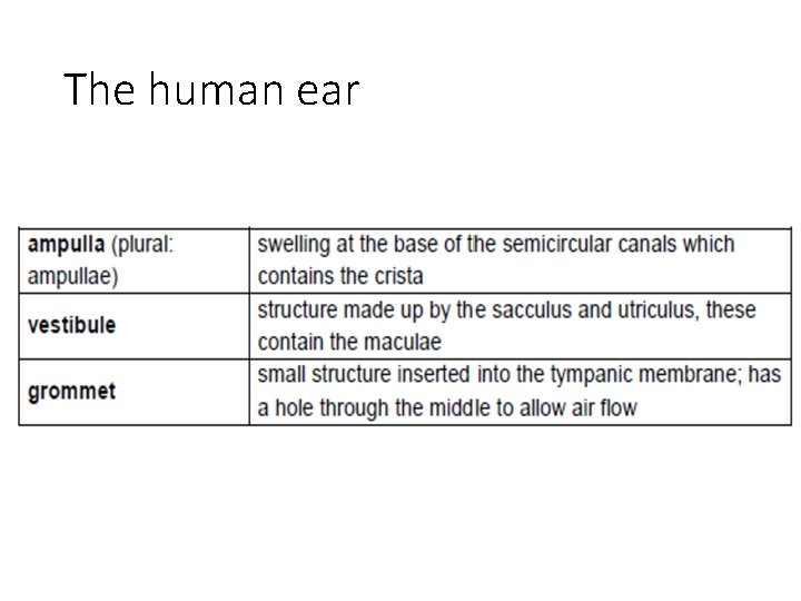 The human ear 