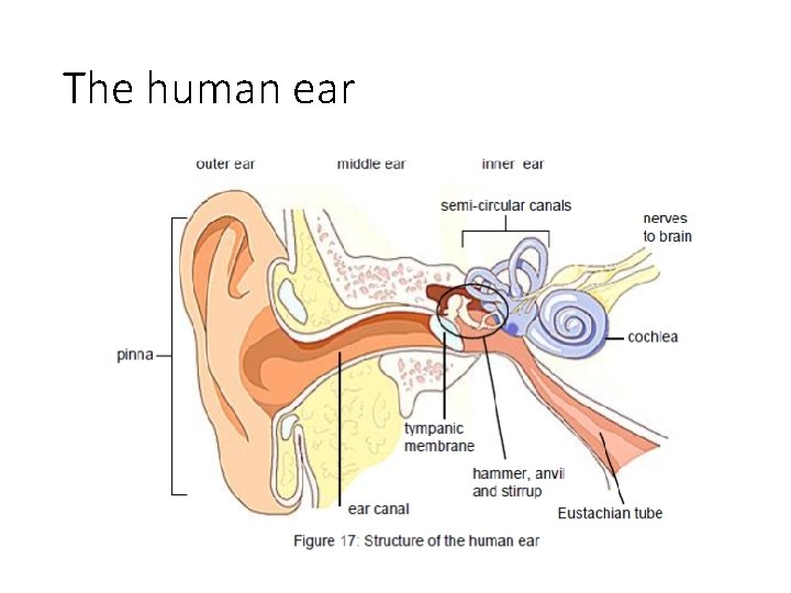 The human ear 