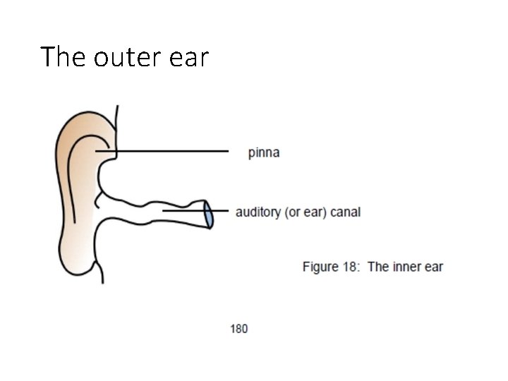 The outer ear 