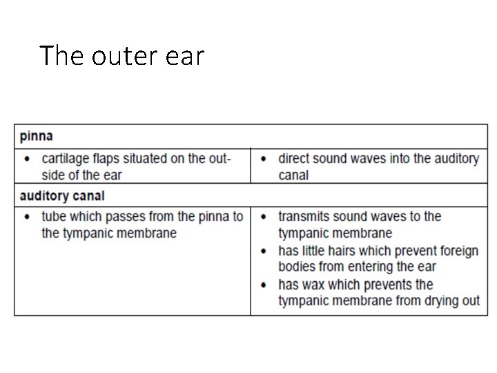 The outer ear 