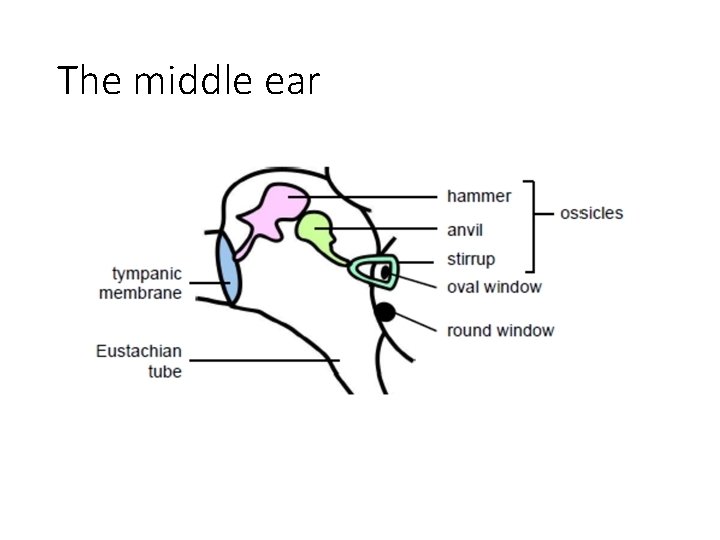 The middle ear 