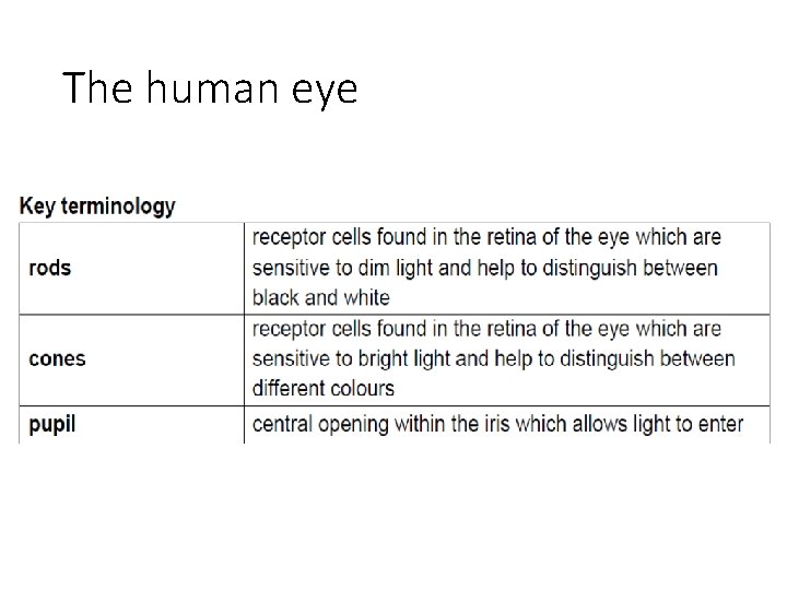 The human eye 