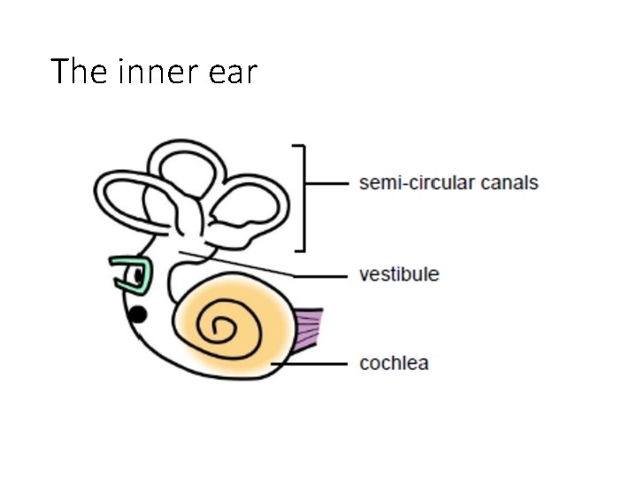 The inner ear 