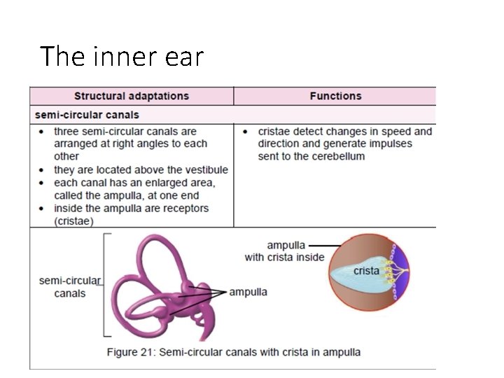 The inner ear 