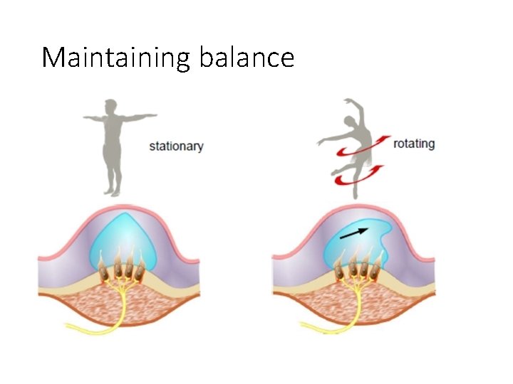 Maintaining balance 