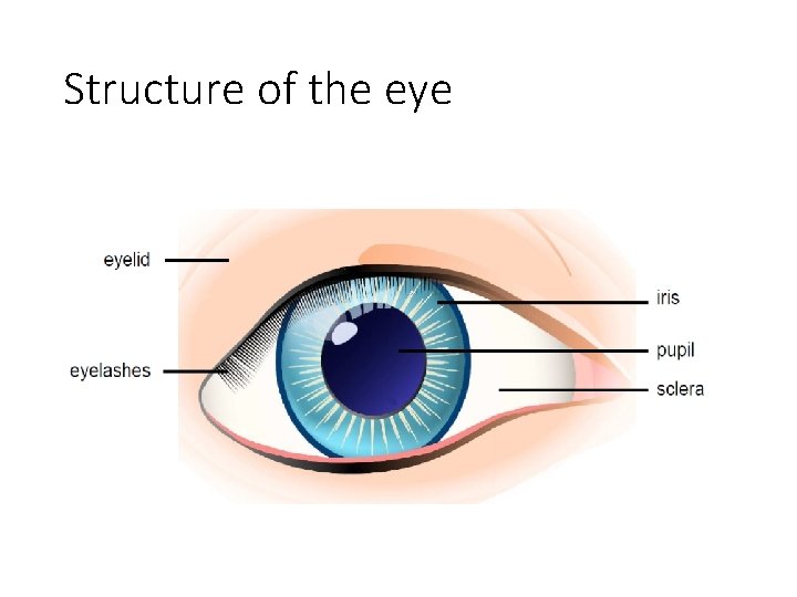 Structure of the eye 