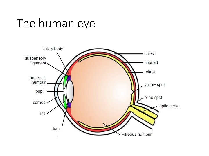 The human eye 