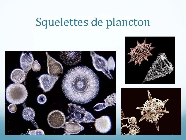 Squelettes de plancton 