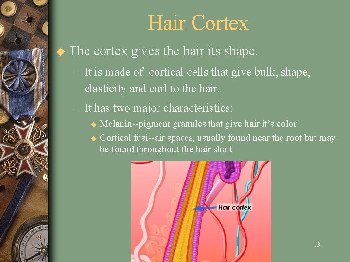 Hair Cortex u The cortex gives the hair its shape. – It is made