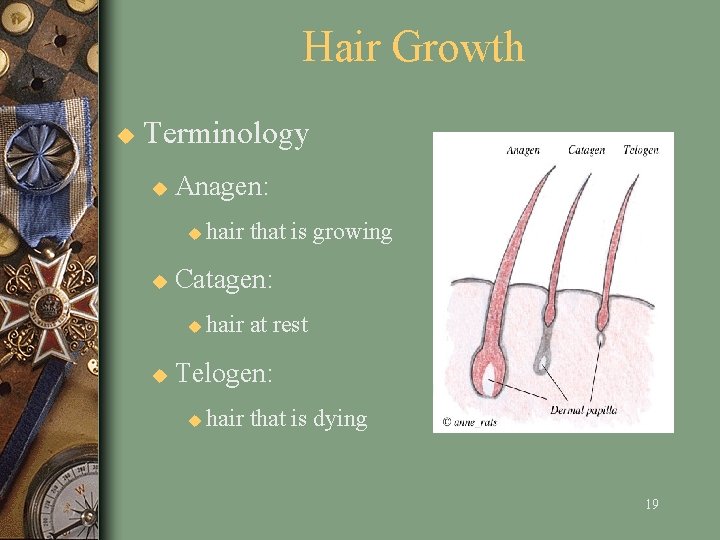 Hair Growth u Terminology u Anagen: u u Catagen: u u hair that is