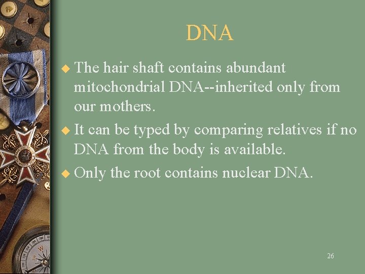 DNA u The hair shaft contains abundant mitochondrial DNA--inherited only from our mothers. u