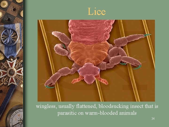 Lice wingless, usually flattened, bloodsucking insect that is parasitic on warm-blooded animals 34 