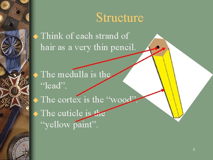 Structure u Think of each strand of hair as a very thin pencil. u