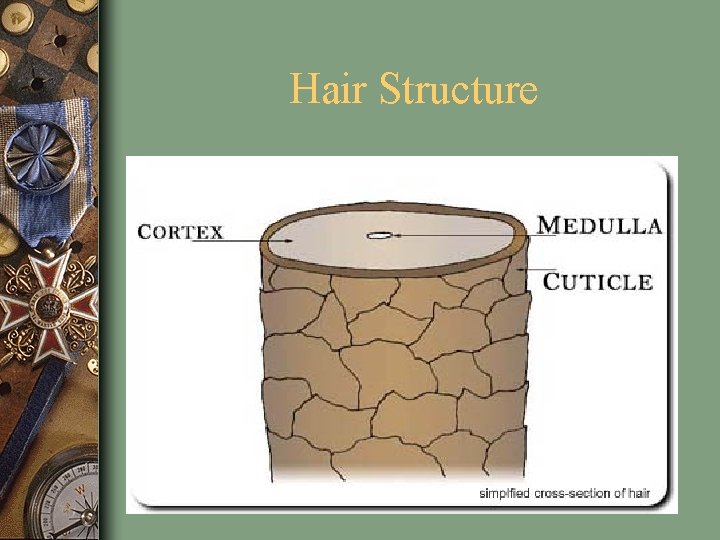 Hair Structure 7 