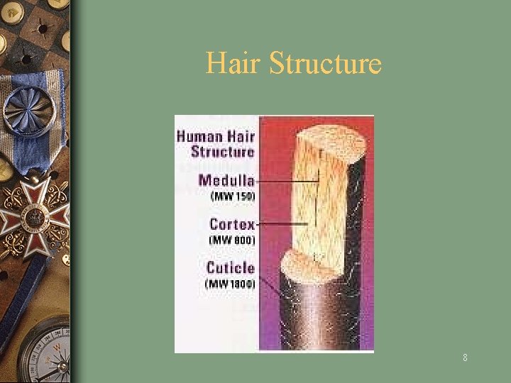 Hair Structure 8 