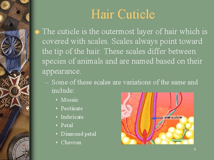 Hair Cuticle u The cuticle is the outermost layer of hair which is covered