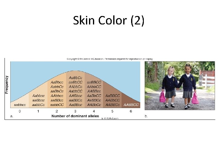 Skin Color (2) 