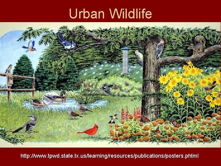 Urban Wildlife http: //www. tpwd. state. tx. us/learning/resources/publications/posters. phtml 