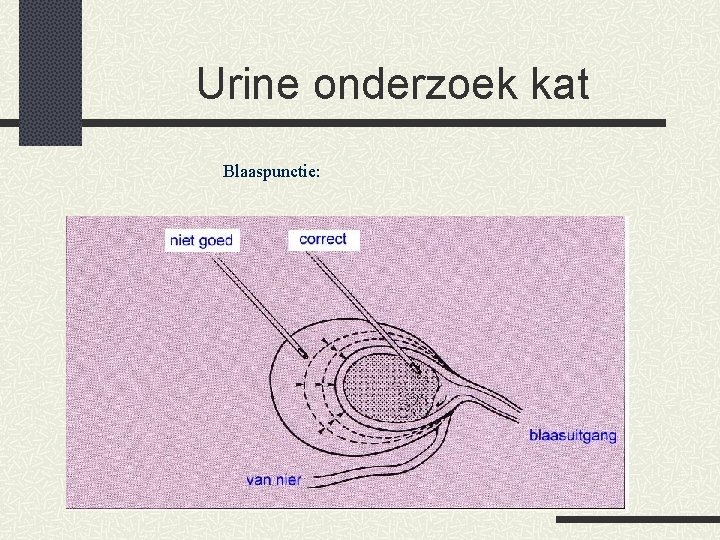 Urine onderzoek kat Blaaspunctie: 