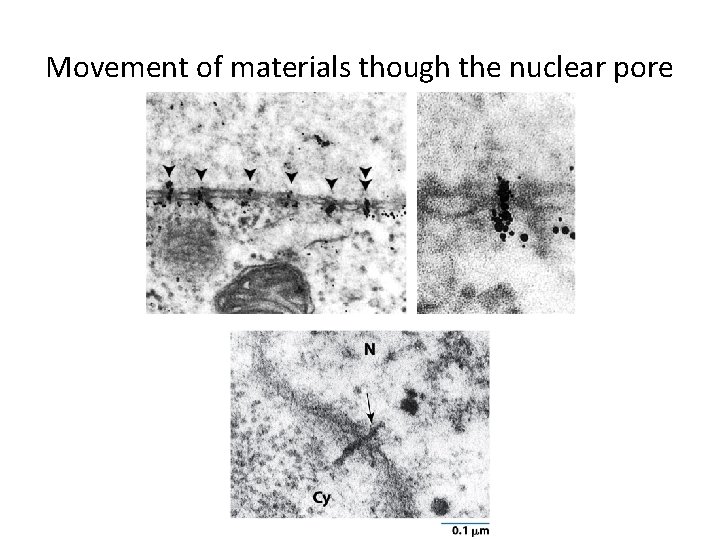 Movement of materials though the nuclear pore 