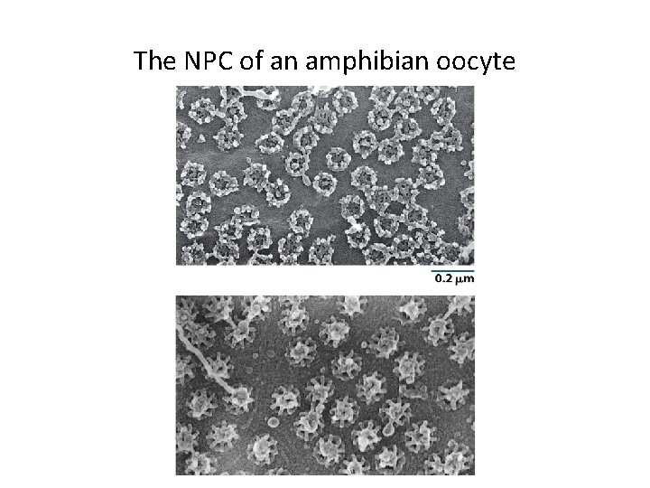 The NPC of an amphibian oocyte 