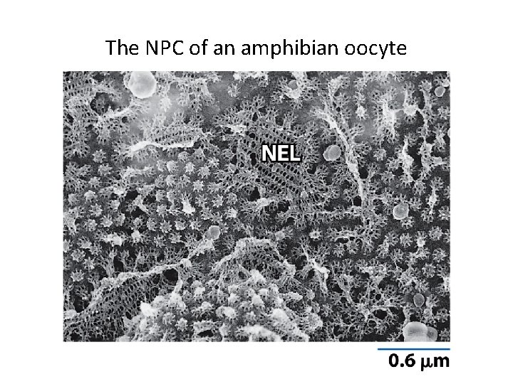 The NPC of an amphibian oocyte 