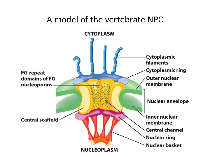 A model of the vertebrate NPC 