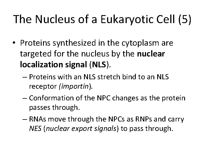 The Nucleus of a Eukaryotic Cell (5) • Proteins synthesized in the cytoplasm are